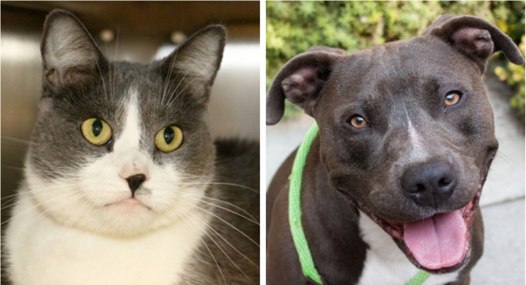 Pets of the Week at the Pasadena Humane Society