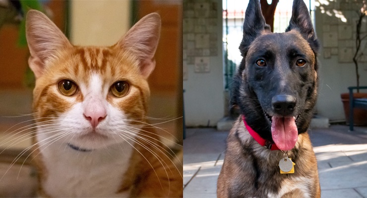 Pets of the Week at the Pasadena Humane Society