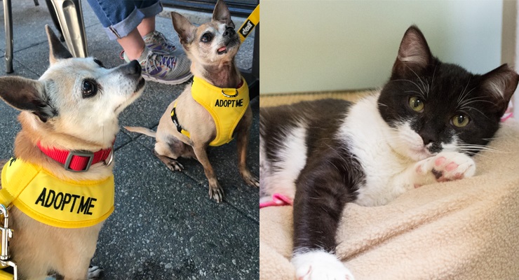 Pets of the Week at the Pasadena Humane Society