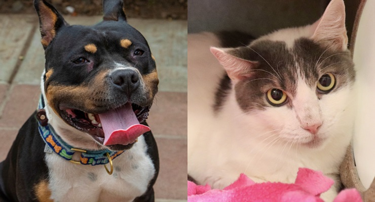 Pets of the Week at the Pasadena Humane Society
