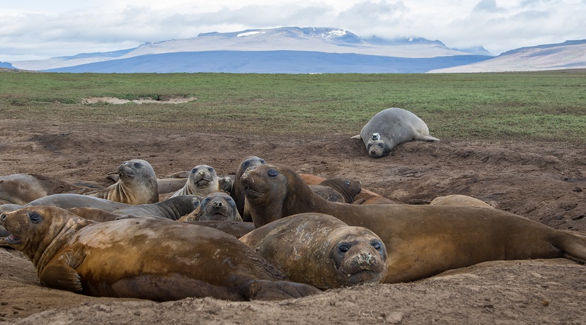 seals20190501