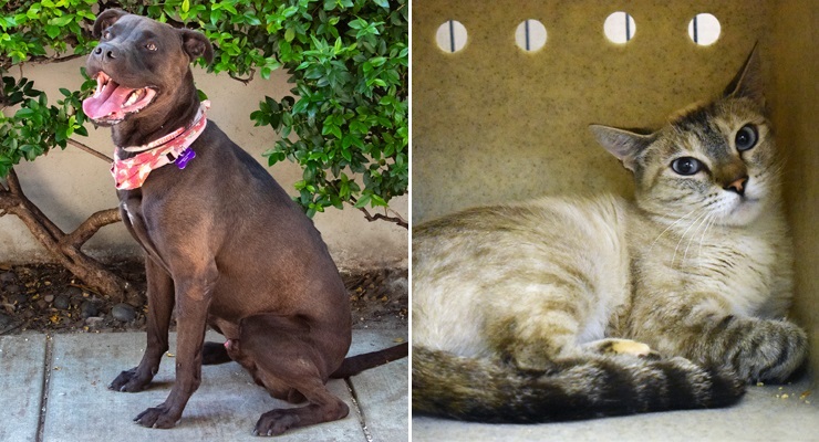 Pets of the Week at the Pasadena Humane Society
