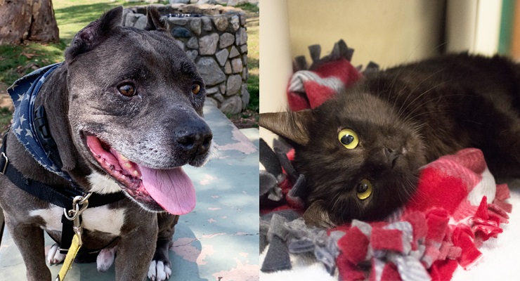 Pets of the Week at the Pasadena Humane Society