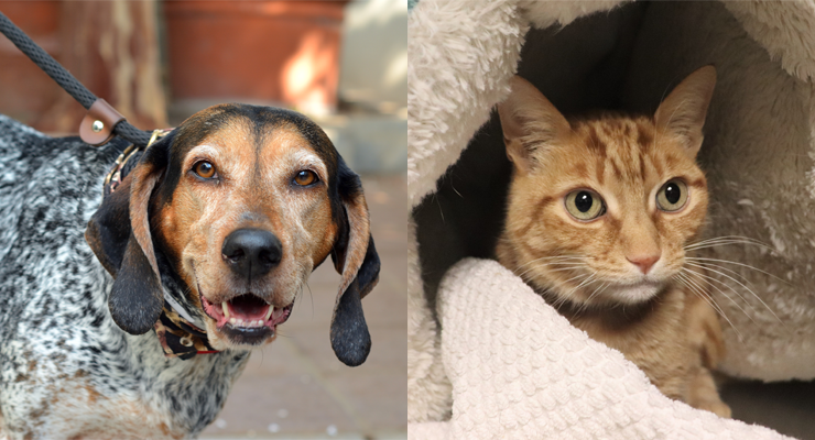 Pets of the Week at the Pasadena Humane Society