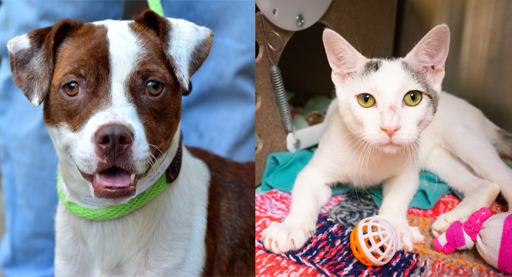 Pets of the Week at the Pasadena Humane Society