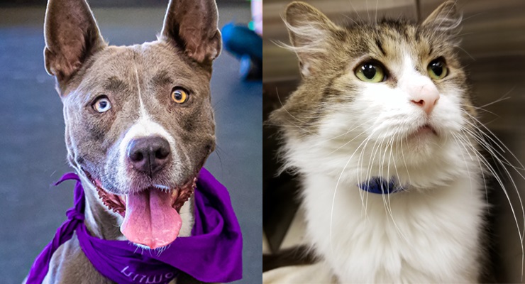 Pets of the Week at the Pasadena Humane Society