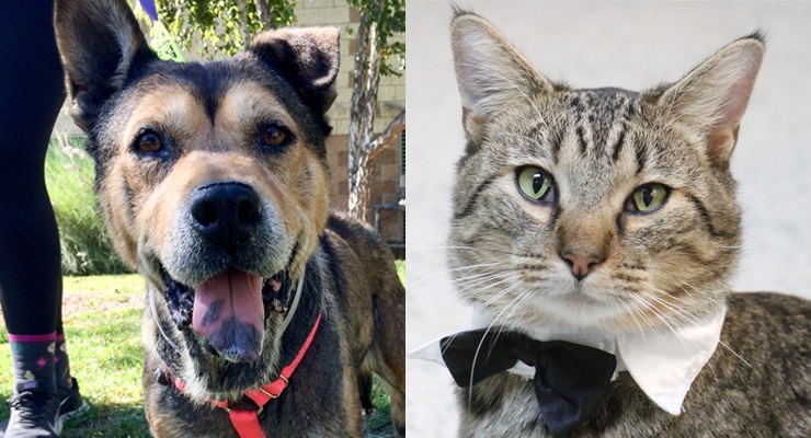 Pets of the Week at the Pasadena Humane Society