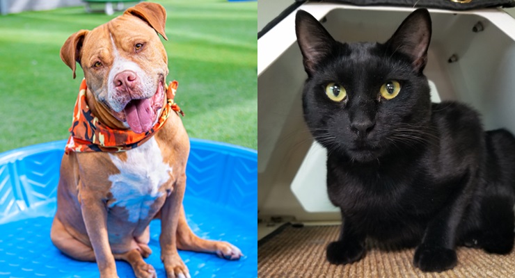 Pets of the Week at the Pasadena Humane Society