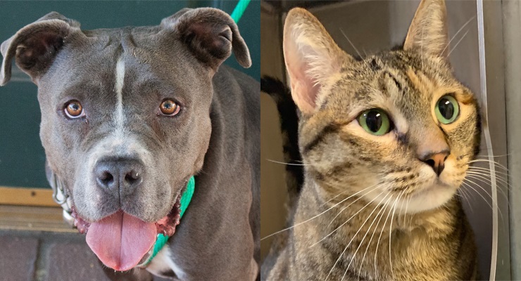 Pets of the Week at the Pasadena Humane Society