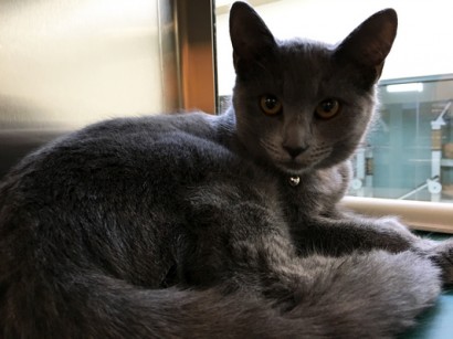 7-month-old kitten up for adoption