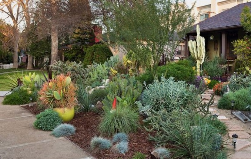 Pasadena House Garden, California Drought Resistant Plants Landscaping