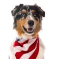Pet Safety Crucial as Fourth of July Fireworks Begin to Crescendo