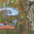 For the Birds: Feed ’em in Fall to Welcome Them Back in Winter