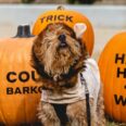 Sunday Pups and Pumpkins: Pasadena’s Furry Friends Get Ready to Howl-O-Ween