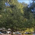 Huntington to Showcase Ancient Chinese Medicine