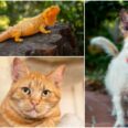 Pasadena Humane’s Calendar Photo Contest