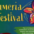 Scented Blooms Stir Memories at the Plumeria Festival
