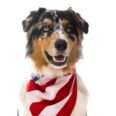 Pet Safety Crucial as Fourth of July Fireworks Crescendo