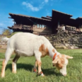 Goat Yoga Comes to Historic Gamble House