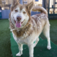 Pets of the Week at Pasadena Humane