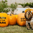 Howl-O-Ween Brings On a Delightful Day