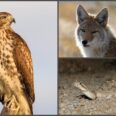 Pasadena Humane Hosts Third Annual Wildlife Day