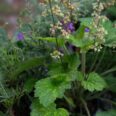 Pasadena Water & Power to Host Free Native Plant Workshop