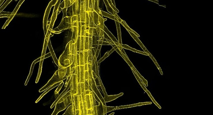 期間限定お値下げ！　ＰＬＡＮＴ　ＣＨＲＯＭＯＳＯＭＥ　ＥＮＧＩＮＥＥＲＩＮＧ Plant chromosome engineering – past, present and future - Puchta