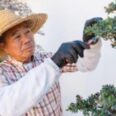 Meet a Gardener: The Art of Penjing Takes Root in San Marino
