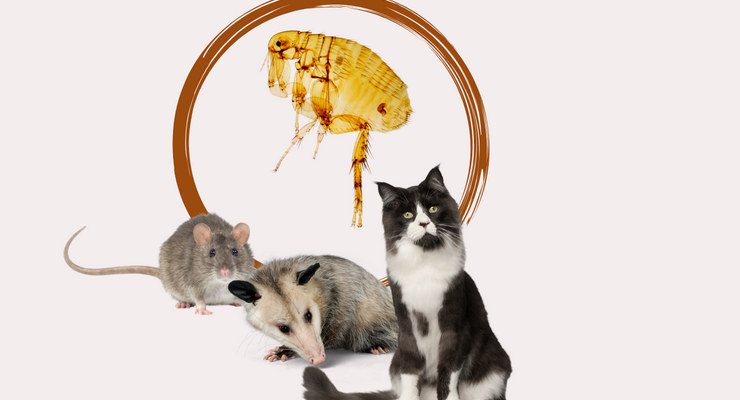 County Experiencing Record Number of Flea-Borne Typhus Cases