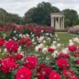 Classical Music Drifts Among the Roses Monday