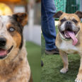 Pets of the Week at Pasadena Humane