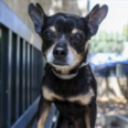 Pets of the Week at Pasadena Humane