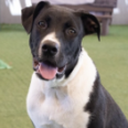 Pets of the Week at Pasadena Humane