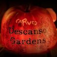 ‘Carved’ Halloween Event Returning