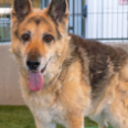 Pets of the Week at Pasadena Humane