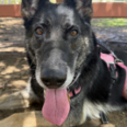 Pets of the Week at Pasadena Humane