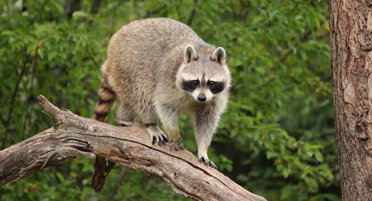 County Investigates First Suspected Rabid Raccoon Since 1973