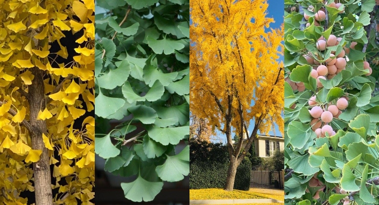 Tree of the Month: The Ginkgo Biloba – Pasadena Weekendr