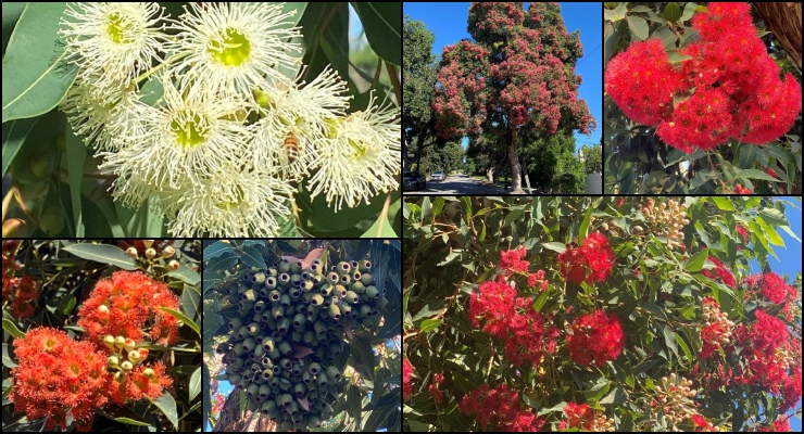 Red-flowering Gum (Corymbia ficifolia) in Orange County, CA