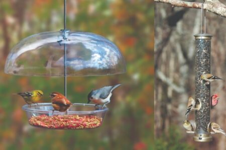 For the Birds: Feed ’em in Fall to Welcome Them Back in Winter