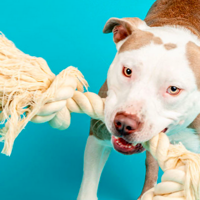 Big Dogs at Pasadena Shelter Seek Holiday Homes as Rose Parade Nears