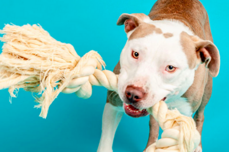 Big Dogs at Pasadena Shelter Seek Holiday Homes as Rose Parade Nears