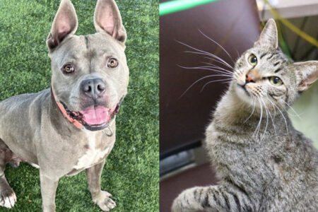 Pets of the Week at Pasadena Humane