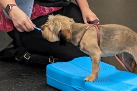 New Agility Training Course at Pasadena Humane Aims to Build Canine Confidence