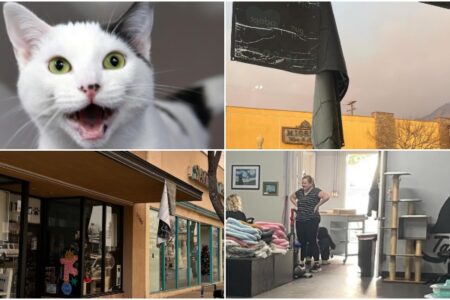 Pasadena Cat Café Reopens After Narrowly Escaping Destructive Eaton Fire